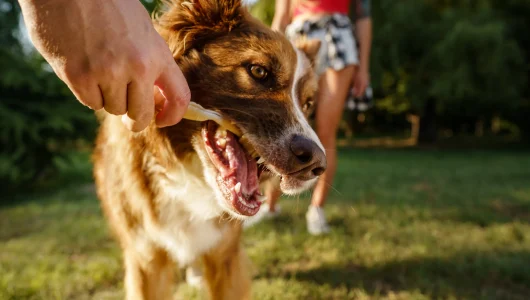 close-up-portrait-of-border-collie-dog-in-park-2025-02-24-21-30-31-utc