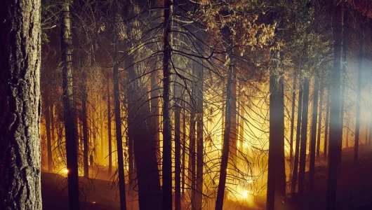 forest-fire-yosemite-national-park-california-u-2025-04-04-11-58-31-utc