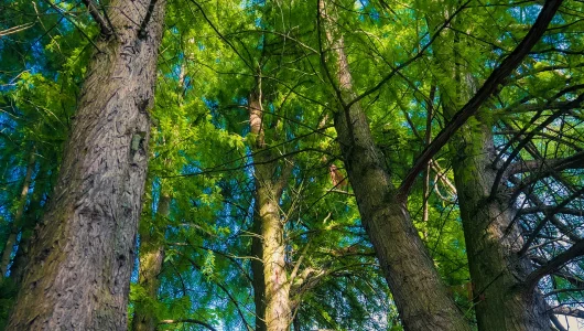 forest